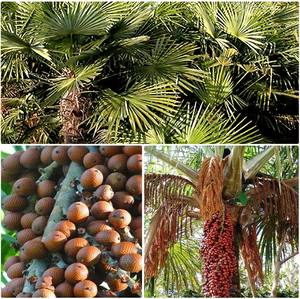 สารสกัดจากผลไม้จากธรรมชาติ aguaje ผงตัวเลือกสารสกัดจากพืช - Product Image 2