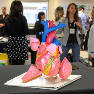 Modello di anatomia del cuore in plastica biologia dell'organo umano che insegna spiegazione medica dimostrazione 5 6 volte - Product Image 5