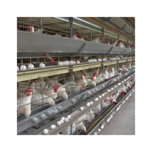 Automatic poultry layer cage different types of poultry house chicken cage at home for sale