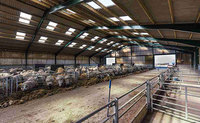 Hangars de ferme préfabriqués pour moutons Conception d'abri pour le bétail Hangar à structure en acier Hangars à chèvres de grange à vendre