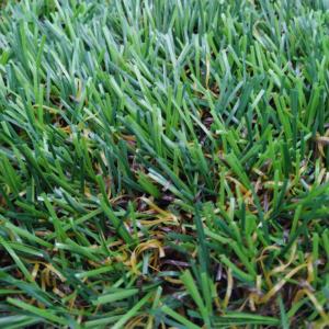 Prix biodégradables <span class=keywords><strong>de</strong></span> <span class=keywords><strong>tapis</strong></span> <span class=keywords><strong>de</strong></span> graine d'herbe artificielle <span class=keywords><strong>de</strong></span> plancher <span class=keywords><strong>de</strong></span> Futsal <span class=keywords><strong>de</strong></span> <span class=keywords><strong>gazon</strong></span> - Product Image 2