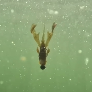 Appât souple en PVC Selco pour la pêche au fond en eau douce, pour les prédateurs - Product Image 5