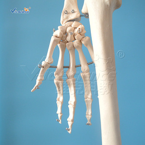 Modèle de squelette humain grandeur nature de 180 cm, détachable et lavable, pour l'enseignement de l'anatomie. - Product Image 4