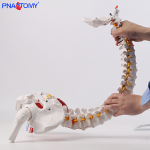 85 सेमी लचीला मानव रीढ़ की हड्डी के सिर और मांसपेशियों के सम्मिलन कंकाल पेल्विस अस्थि मज्जा शरीर - Product Image 6