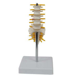 Modèle de colonne vertébrale lombaire et de sacrum en cinq sections de taille moyenne ; modèle de squelette humain pour l'enseignement. - Product Image 4