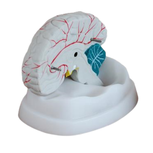 Modèles médicaux ADA ADA-304A/ADA-306 : Nouveaux modèles de cerveau et d'estomac pour la démonstration des maladies, outil pédagogique médical, Shanghai - Product Image 6