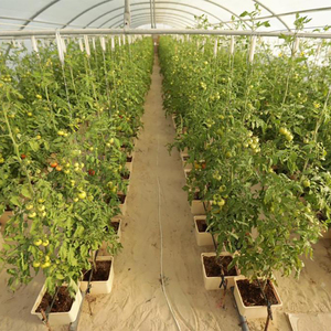 Système hydroponique intelligent à seaux hollandais pour la culture de poivrons/tomates/concombres/aubergines/melons <span class=keywords><strong>en</strong></span> serre - Product Image 1
