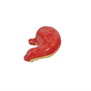 Modèles médicaux ADA ADA-304A/ADA-306 : Nouveaux modèles de cerveau et d'estomac pour la démonstration des maladies, outil pédagogique médical, Shanghai - Product Image 2