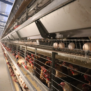 Cage d'élevage de poulets en couches pour poulailler 10000 avec voiture d'alimentation automatique et ceinture de nettoyage du fumier. - Product Image 1