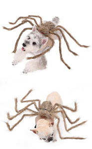 Halloween Huisdierenkostuums-Grote Spin Transformatie Kostuum Voor Honden, Kattenkleding, Huisdier Transformatie Kleding, Grappige Huisdier Doek - Product Image 2