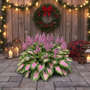 Semillas de Hosta Hibiscus al por Mayor, Hermoso Mezcla de Semillas de Flor Grande, para Decoración Navideña, Jardín, Hogar, Balcón, Estilo Americano, Envío Exprés - Product Image 2