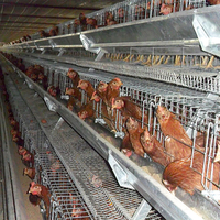 Cages en batterie pour poules pondeuses d'élevage avicole