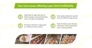 50 grammes de prémélange d'oligo-éléments 1000 grammes d'acides aminés de qualité alimentaire avec vitamine <span class=keywords><strong>pour</strong></span> <span class=keywords><strong>poules</strong></span> <span class=keywords><strong>pondeuses</strong></span> poulet améliore la coloration du jaune - Product Image 4