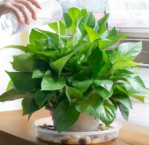 Piattini per piante trasparenti da giardino rotondi durevoli all'ingrosso in plastica trasparente spessa resistente e robusto piattino per piante vassoi antigoccia per interni ed esterni - Product Image 6