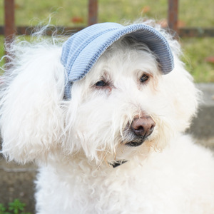 Lindo sombrero de pescador estilo Ins para perro, gorro de <span class=keywords><strong>sol</strong></span> de pana sólida para todas las estaciones, disfraz para Golden Retriever, venta al por mayor en Guangdong - Product Image 4