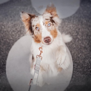 Metalen Gesp Verstelbare Lederen Hondenhalsriem Set Luxe Custom Huisdier Kragen & Riem Voor Kleine Middelgrote Lopen - Product Image 3