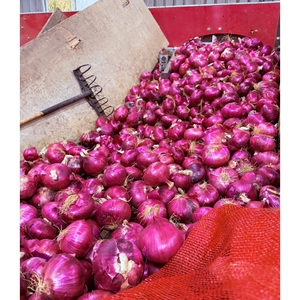 Meilleure saveur épicée petit oignon rouge naturel 5-7cm importateur de Chine fournisseur d'oignons grande <span class=keywords><strong>taille</strong></span> oignon rouge frais légumes frais - Product Image 3