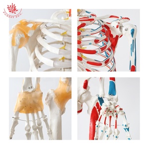 Modelo de <span class=keywords><strong>Esqueleto</strong></span> Humano FRT002-2, <span class=keywords><strong>Articulaciones</strong></span>, Ligamentos <span class=keywords><strong>y</strong></span> Músculos Anatómicos con Color, Modelo de <span class=keywords><strong>Esqueleto</strong></span> Humano Desmontable - Product Image 6