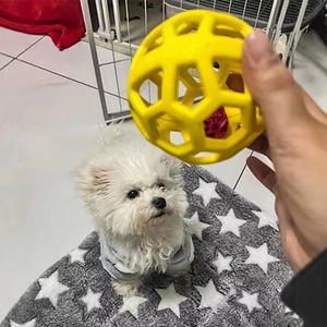 Evcil Köpekler İçin Doğal Kauçuktan Yapılmış İnteraktif Oyuncak Top, Yavru Köpek Eğitimi ve Diş Temizliği İçin Zil İle - Product Image 6