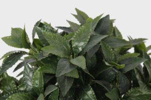 Planta bonsái Artificial de plástico en maceta para el hogar, Bola de topiario de hoja de Bahía de imitación, árbol de hoja, 75CM, venta al por mayor de fábrica - Product Image 2