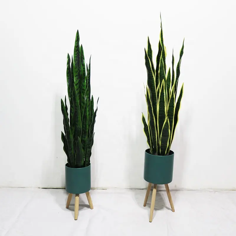 Sansevieria trifasciataとブラックプランターツリー植物法の母舌鉢植えの緑の絹の葉Sansevieriaヘビ植物