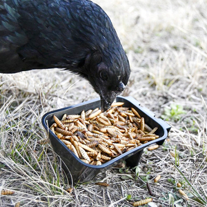 YYX LMB13 Accesorios para Palomas, Bebederos Colgantes, Comedero para Codornices, Comederos y Bebederos para Palomas - Product Image 1