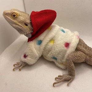 Ensemble sweat à capuche et t-shirt en polyester pour petits reptiles – Tenue mignonne de printemps pour les promenades et les déguisements - Product Image 3