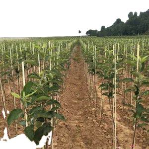 แท่งไฟเบอร์กลาสรองรับต้นไม้สำหรับสถานรับเลี้ยงเด็ก - Product Image 3