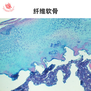<b>Microscopic</b> slides of bones, joints, skeletal muscle, and red bone marrow for laboratory teaching and physiological and - Product Image 3