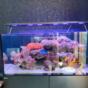 Lampe rectangulaire Maxspect R5-150/200/300 pour aquarium de coraux marins, éco-responsable et économe en énergie, idéale pour les poissons et l'utilisation en salon - Product Image 5