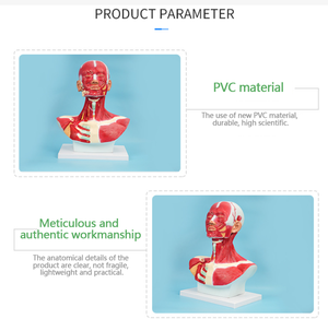 Disección de sección de <span class=keywords><strong>cabeza</strong></span>, <span class=keywords><strong>cuello</strong></span> <span class=keywords><strong>y</strong></span> pecho de <span class=keywords><strong>cabeza</strong></span> humana <span class=keywords><strong>y</strong></span> anatomía muscular de la cara, arte de modelo de <span class=keywords><strong>cuello</strong></span> <span class=keywords><strong>y</strong></span> pecho completo con músculo facial - Product Image 3