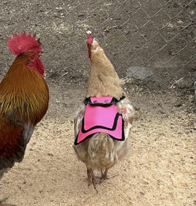 Gilet de protection personnalisé pour poules, protège-plumes pour volailles de petite, moyenne et grande taille - Product Image 5