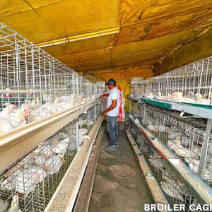 Cages à poulets de chair galvanisées professionnelles multi-niveaux de type H avec bande à fumier - Product Image 6