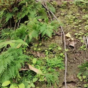 Plantes séchées naturelles de Selaginella Doederleinii de haute qualité, herbe traditionnelle <span class=keywords><strong>Shi</strong></span> <span class=keywords><strong>Shang</strong></span> Bai, à vendre - Product Image 3