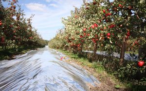 Film de paillis <span class=keywords><strong>en</strong></span> plastique transparent PE pour l'agriculture de 20 microns, film de paillage blanc perforé par soufflage, couvre-sol de légumes - Product Image 2