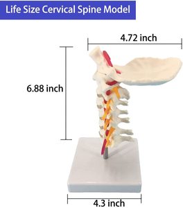 نموذج تشريحي للفقرات العنقية والأوعية الدموية والأعصاب للدراسة في الفصول العلمية والعرض التعليمي والنموذج الطبي - Product Image 3