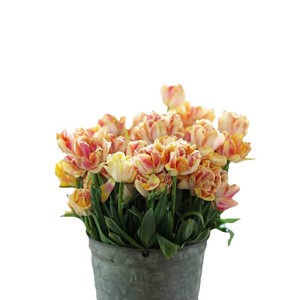 Bulbes de tulipes cultivés localement - Plantes fleurissantes <span class=keywords><strong>vivaces</strong></span> résistantes au froid (-5°C) faciles à faire pousser en intérieur/extérieur pour culture hydroponique - Product Image 5