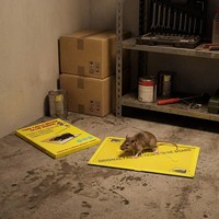 Piège à souris collant jaune Chroma-Attractant à haut rendement pour solutions de lutte biologique contre les parasites