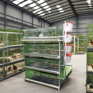 Cages à Poulets de Chair à Conception de Haute Qualité, Automatiques, Batterie 3/4 Niveaux, Galvanisées, pour Élevage - Product Image 3