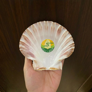 Conchas de Vieira Limpias al por Mayor para Presentación de Alimentos en Restaurantes, Servicio de Mariscos, Manualidades, Decoración del Hogar, Embalaje a Granel OEM - Product Image 2