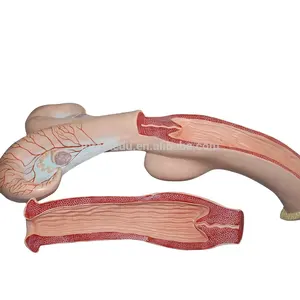 子宫模型奶牛塑料聚氯乙烯高质量生活尺寸动物兽医学院解剖模型工具