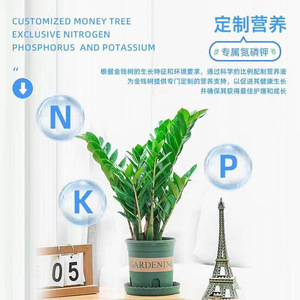 Solution nutritive spéciale Eight Old Men Money Tree 300ml, nourriture liquide pour plantes d'intérieur - Product Image 2