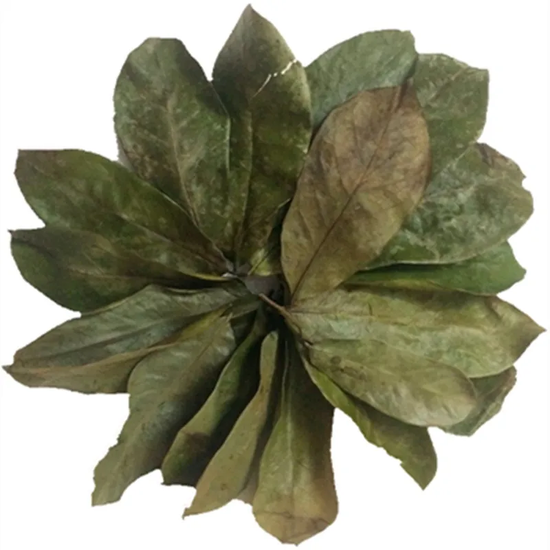 Ci guo fan li zhi natural dried green soursop tea dry whole graviola leaves for tea