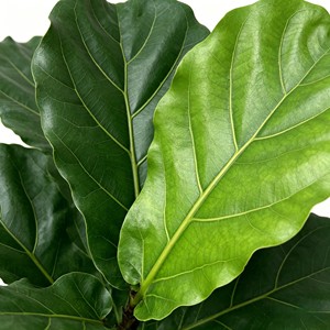 ต้นไม้ประดิษฐ์สีเขียวในกระถางพร้อมของตกแต่งใบต้นไทรสำหรับวางบนพื้นห้องนั่งเล่น - Product Image 6