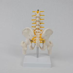 Modelo <span class=keywords><strong>de</strong></span> Anatomía Lumbar <span class=keywords><strong>de</strong></span> PVC <span class=keywords><strong>de</strong></span> Escala Media Profesional DARHMMY - Incluye Pelvis, Huesos <span class=keywords><strong>de</strong></span> <span class=keywords><strong>Pierna</strong></span> y Vías Nerviosas - Product Image 3