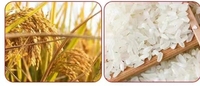 Nouvelle machine automatique de broyage et de broyage du riz Machine de séparation automatique et de décapage des grains Enlèvement de la pierre et Im