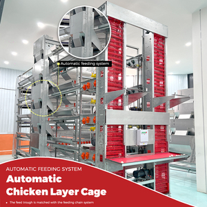 Equipo Avícola Automático Tipo H, Jaulas de Alimentación para Cría de Pollos, Sistema de Baterías para Gallinas Ponedoras Tipo H - Product Image 6