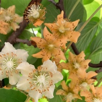 Pollen de fleurs de kiwi mâle à 95 % de pureté, naturel, haute activité, spécialisé pour la pollinisation des arbres fruitiers, 10g/sac, en stock usine, vente chaude