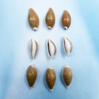 Vente en gros de coquillages naturels en vrac Miliaris cauri coquillages pour cadeau décoration de la maison