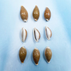 Vente en gros de coquillages naturels en vrac Miliaris cauri coquillages pour cadeau décoration de la maison - Product Image 4